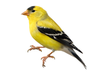 American Goldfinch on Transparent Background. PNG