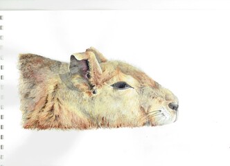 Obraz premium Naturalistic watercolor illustration of an adult mara, Patagonian hare, tired on a hot day