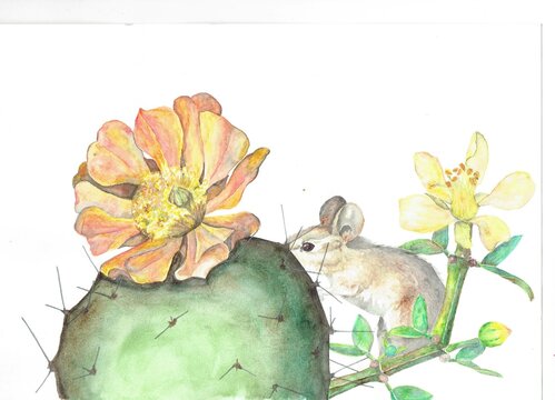 Ilustraci&oacute;n naturalista en acuarelas de rat&oacute;n en una florida primavera, flor amarilla de jarilla y flor de cactus 