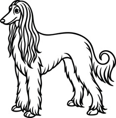 afghan line arts with white background. afghan hound portrait drawing, realistic hand drawing line art, pencil sketch, isolated silhouette