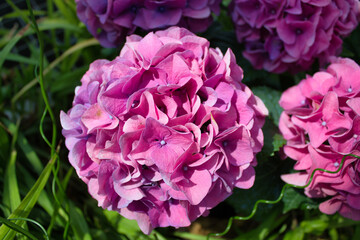 Stunning purple hydrangea blooms in sunlight