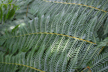 Detailed close-up of vibrant green fern leaves