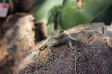 Close-up of a lizard on a rock in natural habitat