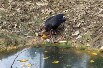  Black Ibis (Geronticus eremita) on the ground