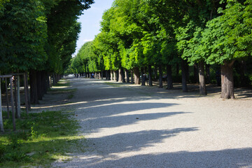 Tree-Lined Pathway in a Park