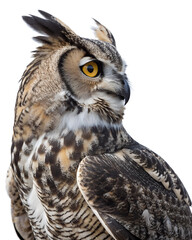 Fototapeta premium Great Horned Owl on Transparent Background. PNG