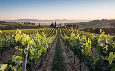  Vineyard Landscape, Vineyard sunrise, rows of vines lead to villa. © StudioBackground