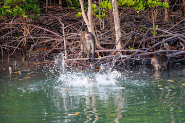 monkey family