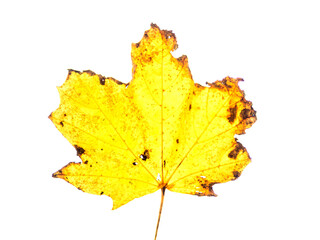 Golden yellow leaf on white background. Fall season concept.