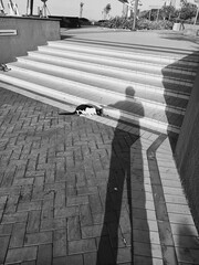 The man shadow and the cat