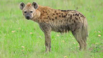 Close-up of a Hyena looking around at the Maasai Mara, Kenya. 4k slow-motion video.