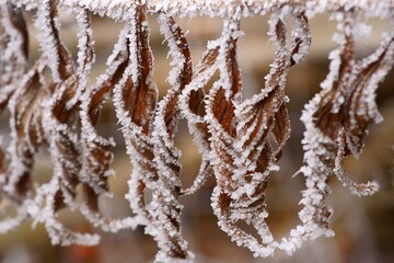 The plant covered with hoarfrost stars; dried giant goldenrod leaves, Solidago Gigantea; closeup...
