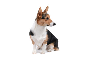 corgi puppy sitting