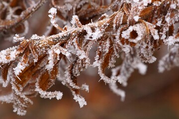 The plant covered with hoarfrost stars; dried giant goldenrod leaves, Solidago Gigantea; closeup...