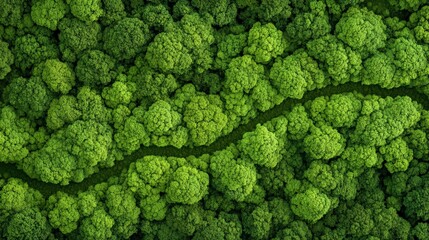 Aerial view of a vibrant green forest canopy with a winding path, symbolizing eco friendliness, sustainability, and responsible environmental practices