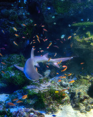 Fototapeta premium マクセルアクアパーク品川 