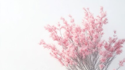 Delicate pink flowers against a white background.