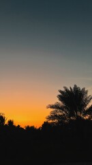 sunset in the forest