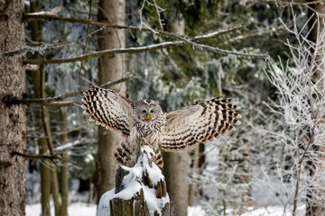 Owl in flight. Ural owl, Strix uralensis, with widely spread wings landing on rotten stump in snowy forest. Beautiful grey owl in natural habitat. Wild bird of prey in winter nature.  Wildlife.