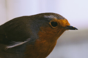 close up of a robin