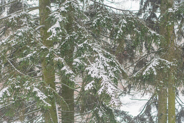 Snow-covered coniferous trees in a serene winter forest scene with an overcast sky