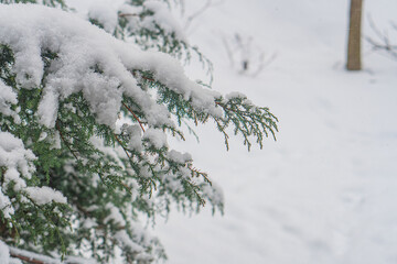 Snowy outdoor scene, snow-covered evergreen tree or shrub, snowflakes falling, residential area, garden or park, serene ambiance