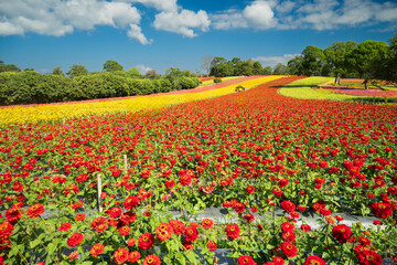 Zinnia elegans garden, natural color background. Zinnia violacea, orange, pink, red flowers blooming in the flower garden. A garden with beautiful, colorful flowers At Panawat Dhamma Practice Center, 