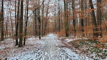A straight trail in the forest covered with snow. The snow is partly melted due to warm weather of upconing spring.