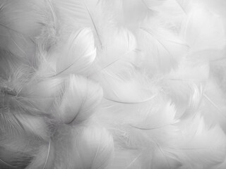 White fluffy bird feathers. Beautiful fog. A message to the angel. The texture of delicate...