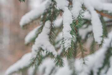 Close-up image of pine needles covered with fresh snow, depicting a winter landscape
