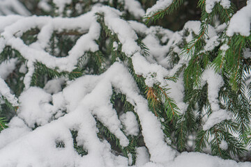 A close-up image of a snow-covered coniferous tree with visible needles, captured during a clear...