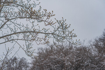 Wintry scene with bare trees, snow-covered foliage, distant snowy trees, overcast sky, natural...