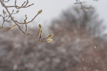 Image features a serene nature scene with a colorful branch, tall trees, and gentle snowfall The blooming flowers and verdant trees symbolize life amidst winters soft touch
