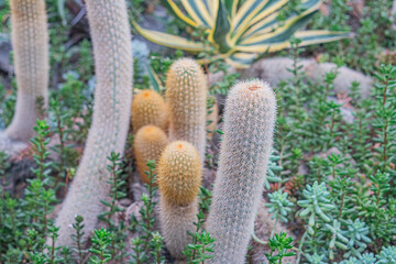 Image shows a collection of cacti and succulents, with two large upright cacti at the center...