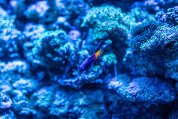 マクセルアクアパーク品川
