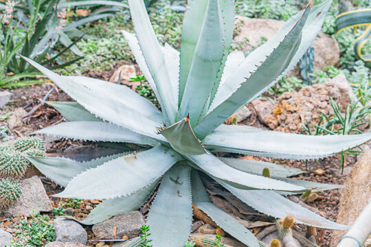 Image of a large Agave plant with its distinctive central shoot quiote The plant has splayed green leaves typical of succulents in the Agavaceae family Possibly taken at a botanical garden or sim
