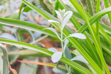 Obraz premium Close-up photograph of a bright green, tightly clustered plant against a blurred backdrop of various greenery, featuring different types of foliage with varying leaf sizes Natural lighting and soft