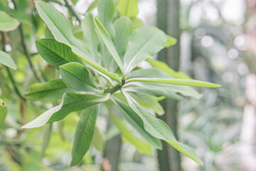 Obraz premium Close-up of healthy, glossy green plants with vibrant leaves against a blurred background Naturalistic photograph focusing on plant life without human elements or objects