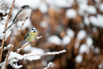 Blue Tit (Cyanistes caeruleus) perched on a snowy branch with a Long Tailed Tit (Aegithalos caudatus) in the background. Yorkshire, UK, Winter