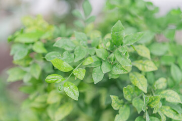 Close-up of a glossy, densely packed plant with slightly serrated green leaves and color variations, potentially watered Background hints another larger-leaved plant Realistic image taken in natura