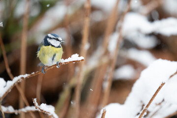 Naklejka premium Vibrant blue and yellow Blue Tit (Cyanistes caeruleus) perched on a snowy log in Winter. Yorkshire, UK, January