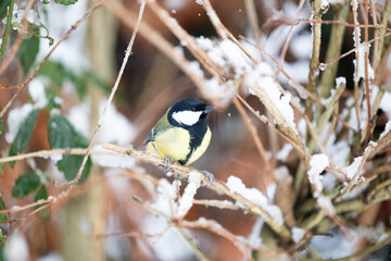 Winter snow scene of a Great Tit (Parus major) perched on a frosty branch - Yorkshire, UK in January