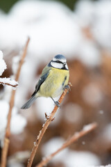 Fototapeta premium Cute winter blue and yellow Blue Tit (Cyanistes caeruleus) perched on a snowy branch in Winter. Yorkshire, UK, January