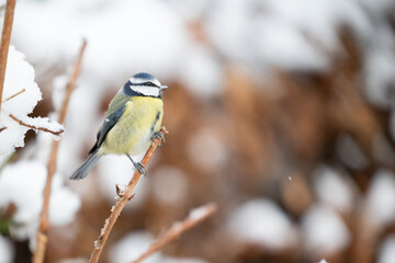 Blue Tit (Cyanistes caeruleus) perched on a snowy branch in Winter. Yorkshire, UK, January