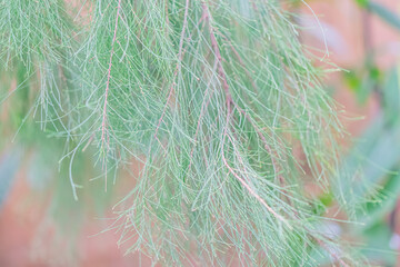 Close-up of a plant artichoke or similar, displaying spread-out, colored leaves and petals in various stages Indoor setting with naturalistic background