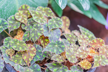 Close-up photograph of variegated plant with colorful leaves green, yellow, possibly redpink, captured in a potted plant environment potential greenhouse or indoor collection Detailed shot show