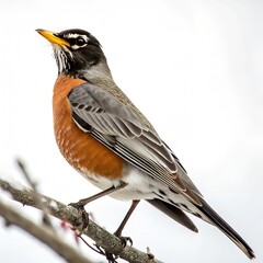 American Robin Perched on a Branch