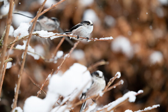 Winter snow scene of three Long Tailed Tits (Aegithalos caudatus) perched on a frosty branch - Yorkshire, UK in January
