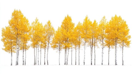 Golden aspen trees in a row on snowy ground, isolated on white.