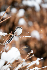 Winter snow scene of a Long Tailed Tit (Aegithalos caudatus) perched on a frosty branch - Yorkshire, UK in January